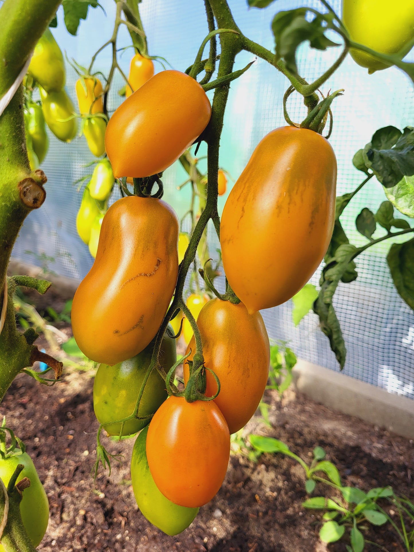 Midas Orange