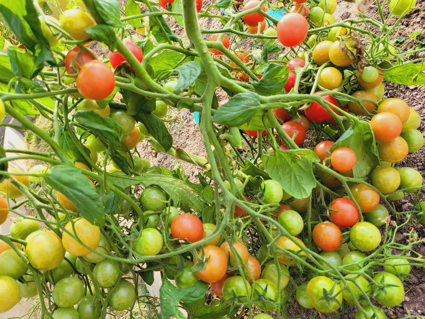 Rose Quartz Multiflora