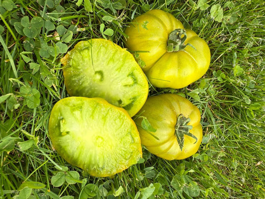 Selonaja Tajna Lintschinki/Зеленая тайна личинки