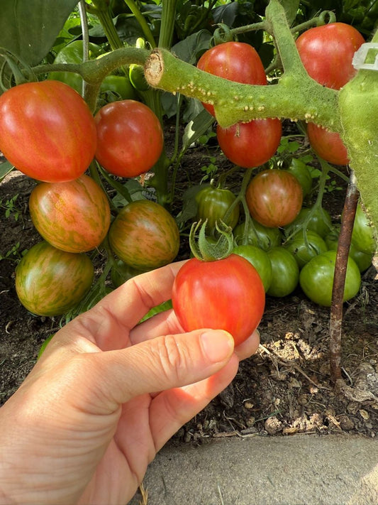 Kleiner Tiger - маленький тигр