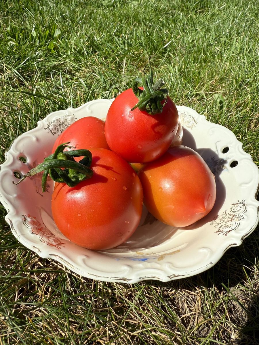 Rosa Tomate