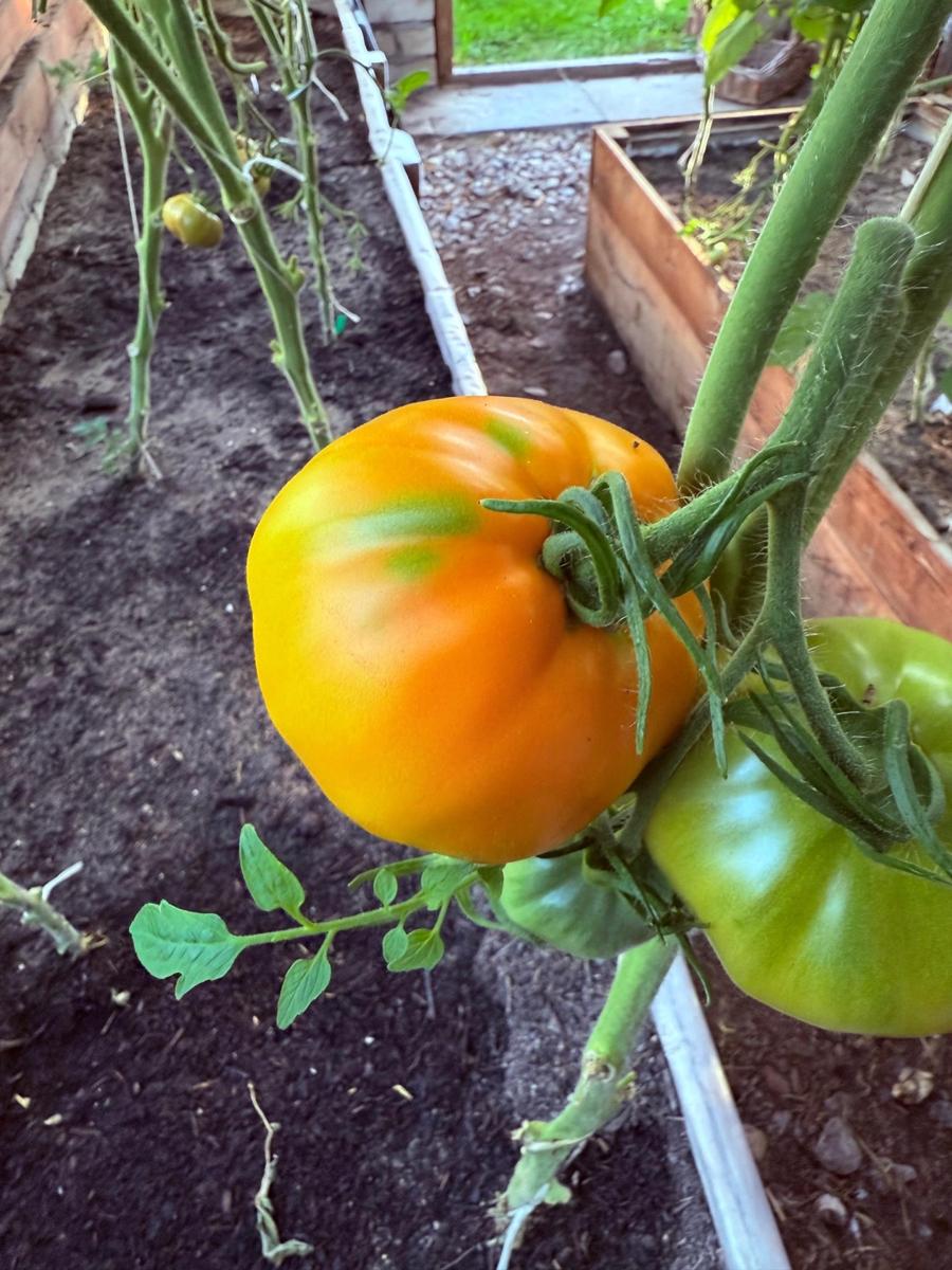 Tomate Kaki / томат хурма