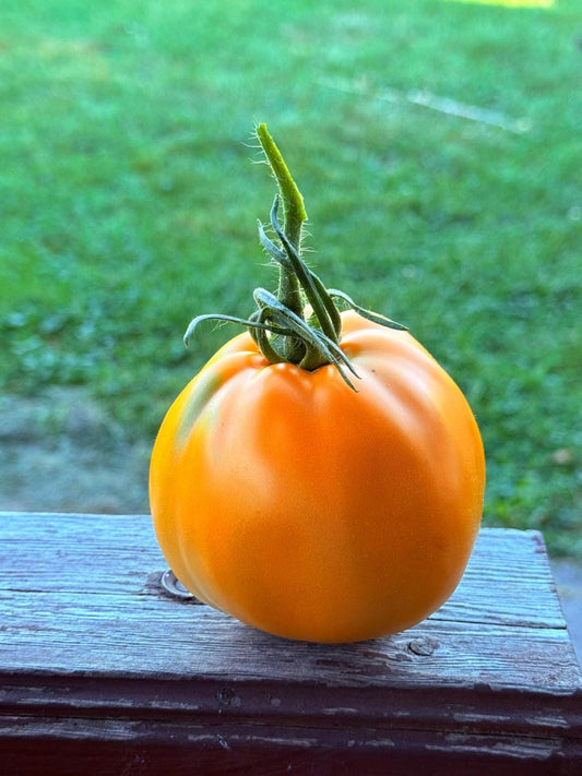 Tomate Kaki / томат хурма