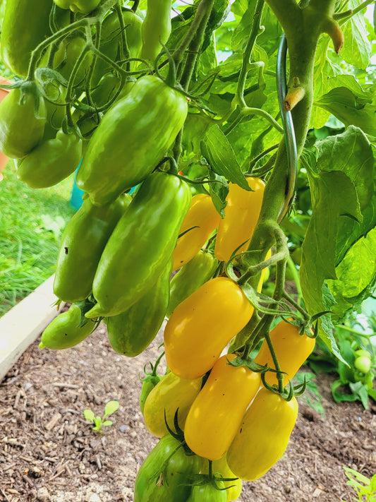 Banana Legs / Банановые ноги