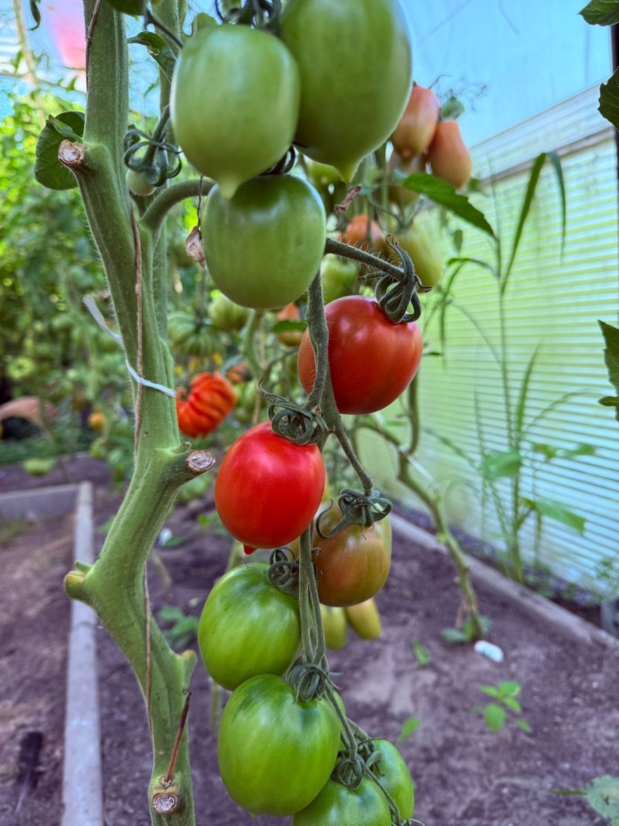 Rosa Tomate