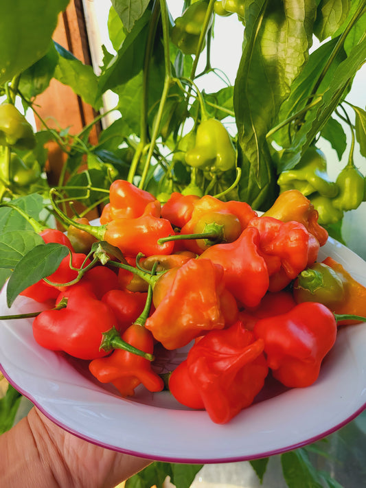 Glöckchen Paprika - rot, scharf