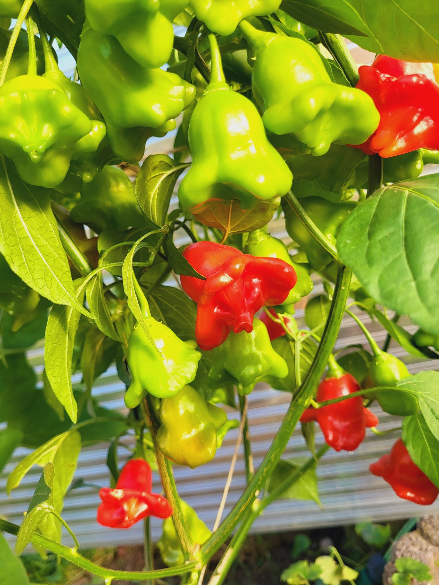 Glöckchen Paprika - rot, scharf