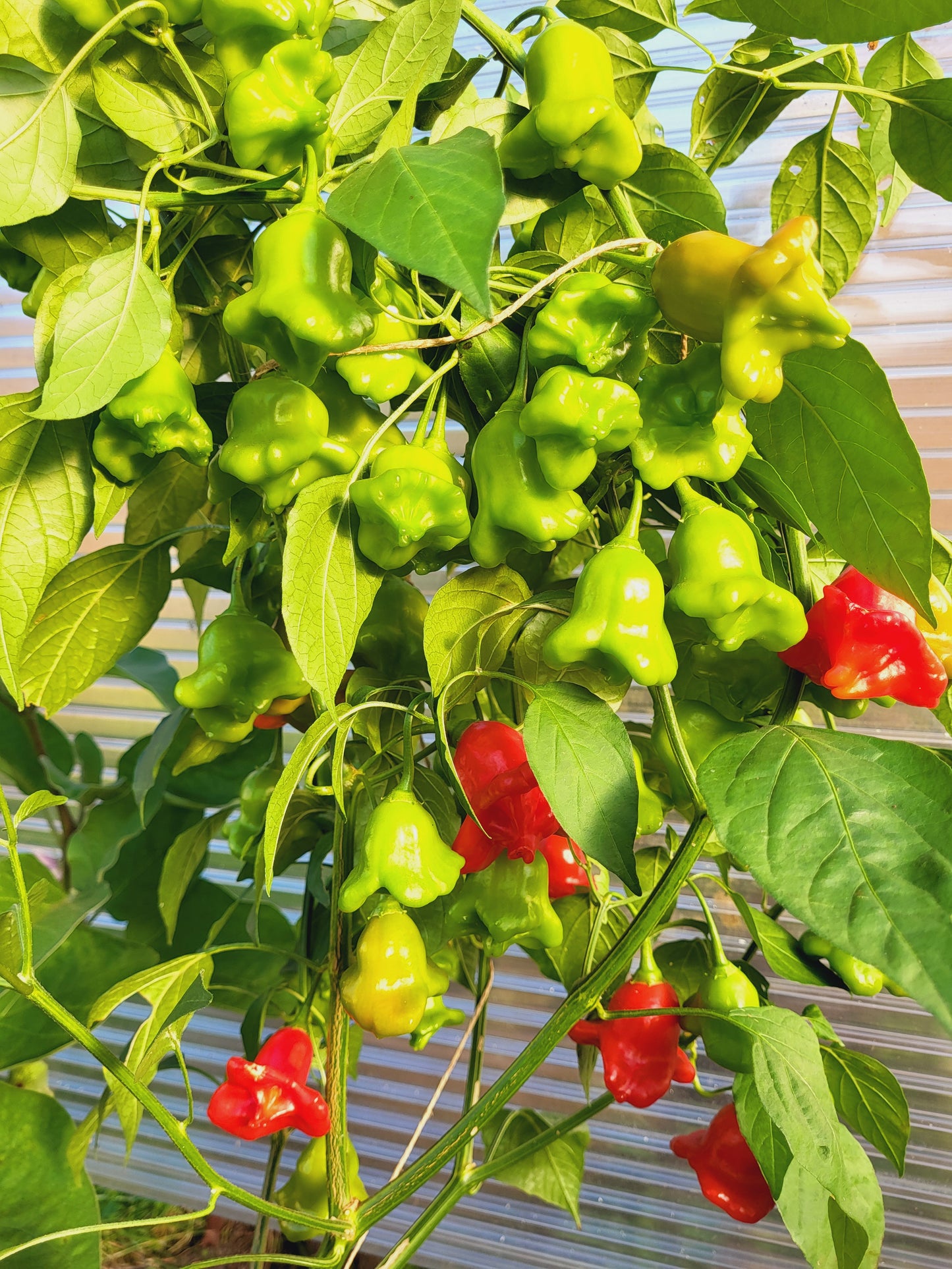 Glöckchen Paprika - rot, scharf