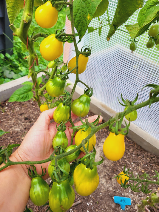 Honigtropfen - медовая капля