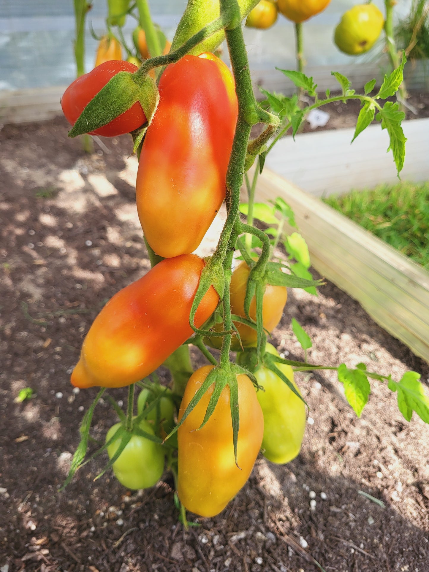 San Marzano