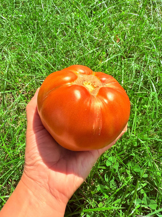 Fleischtomate Ochsenherz Rund