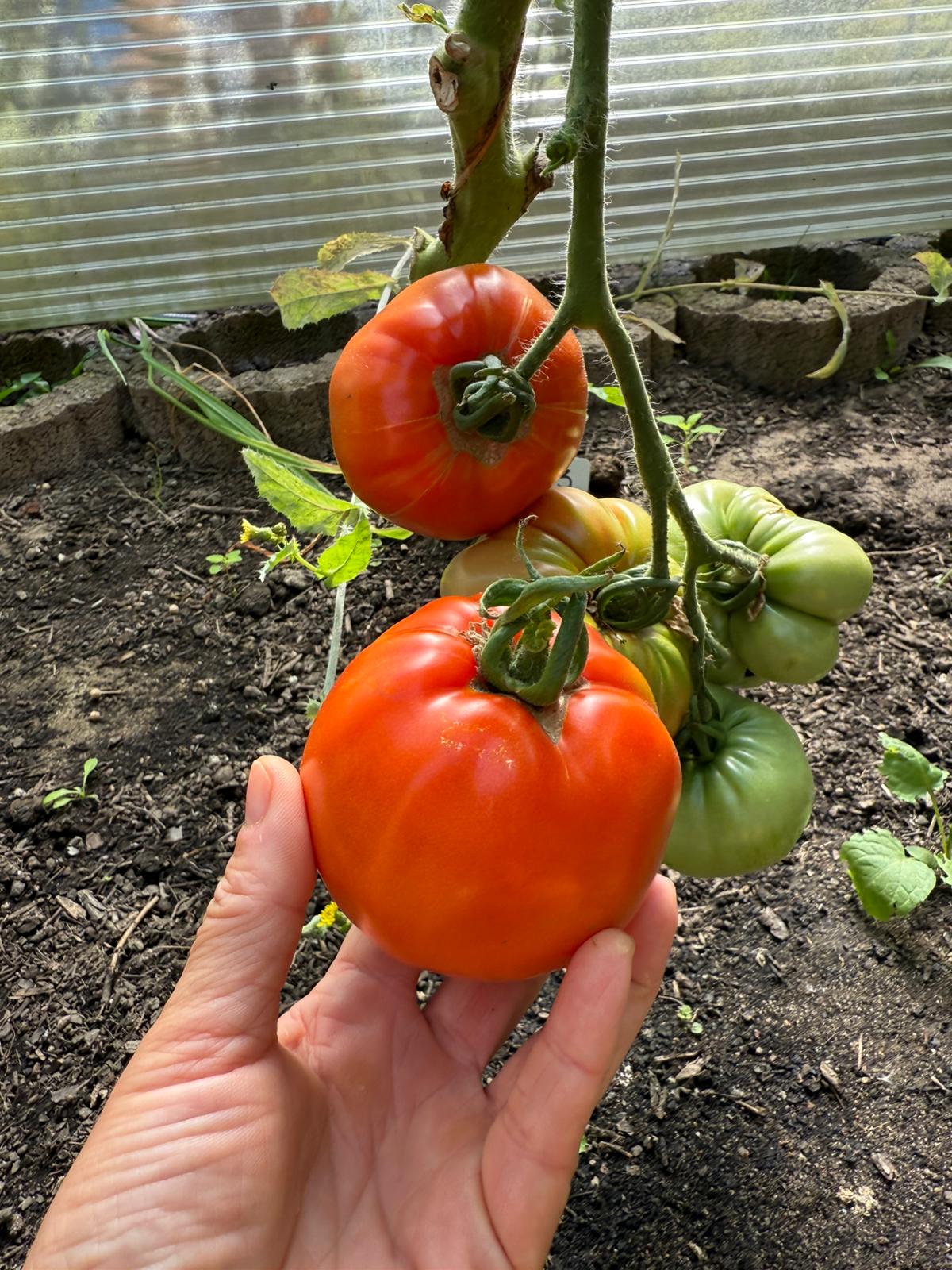 Fleischtomate Ochsenherz Rund