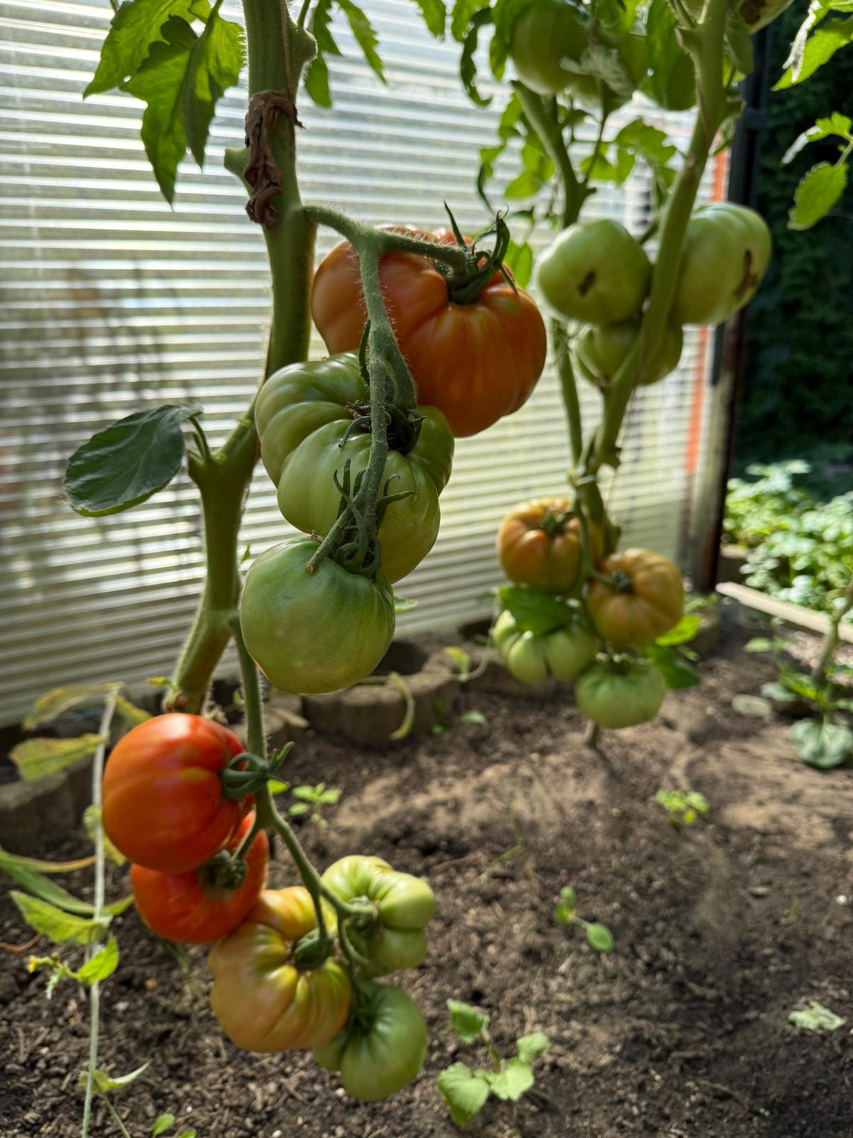 Fleischtomate Ochsenherz Rund
