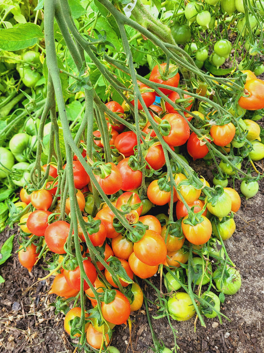 Küsschen/поцелуй