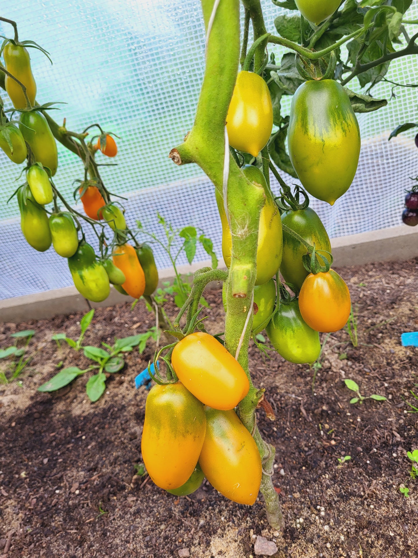 Midas Orange
