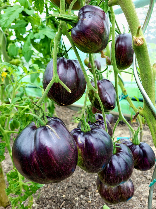 Rebel Starfighter Prime