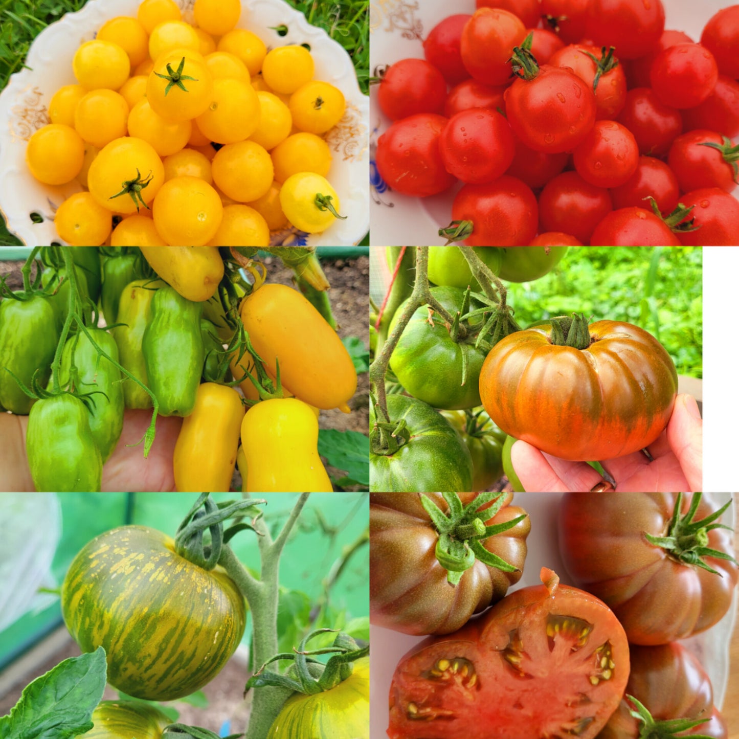 Tomaten Saatgut Box für den Balkon und Terrasse