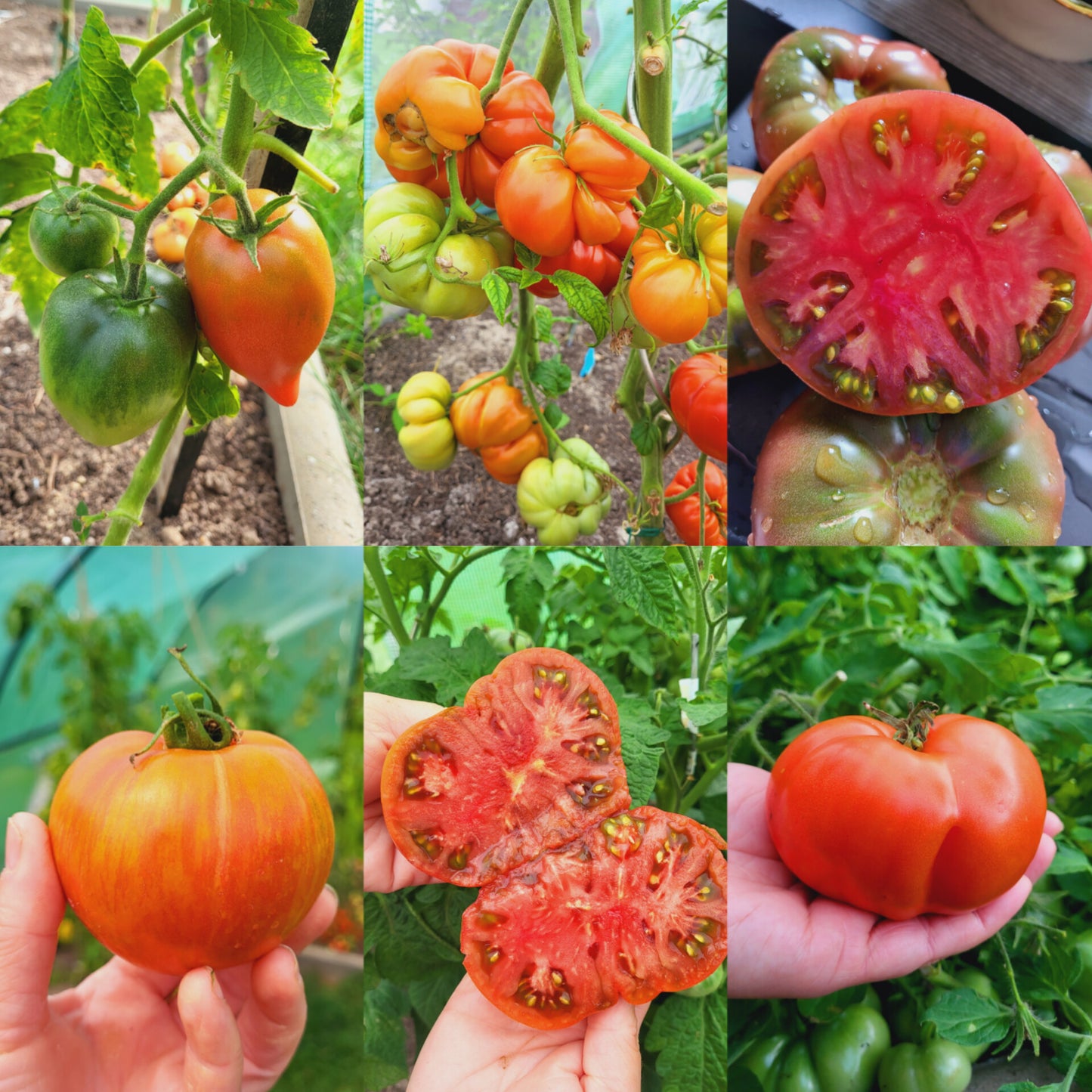 Tomaten Saatgut Box für den Balkon und Terrasse