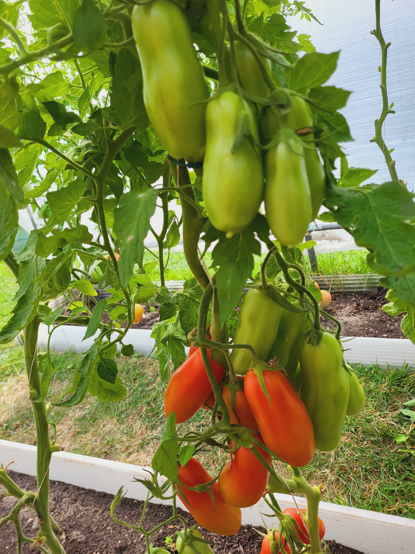 San Marzano
