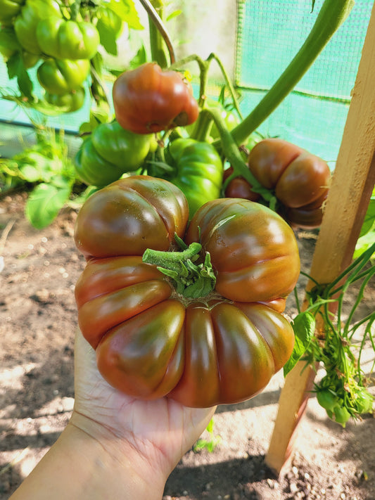 Tschernij Prinz/ черный принц