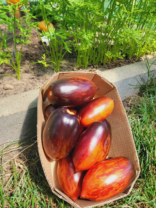 Shadow Boxing Long Pointed