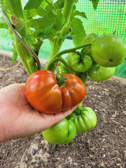 Tasmanische Schokolade - Тасманский шоколад