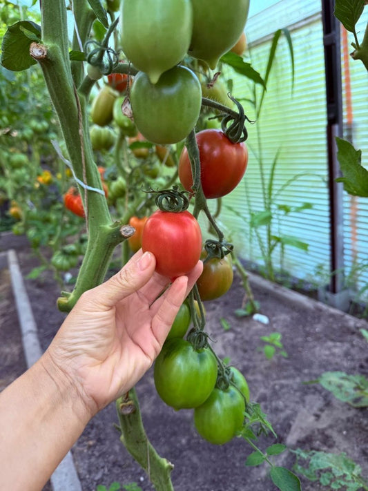 Rosa Tomate