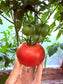 Amela-Tomate