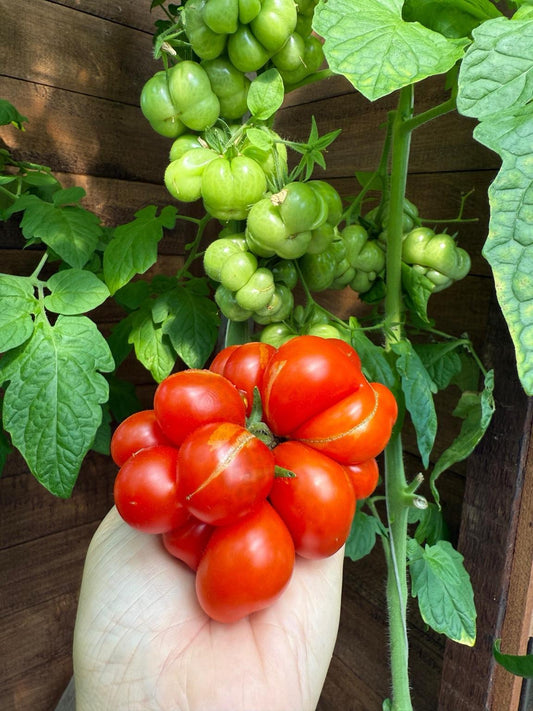 Reisetomate