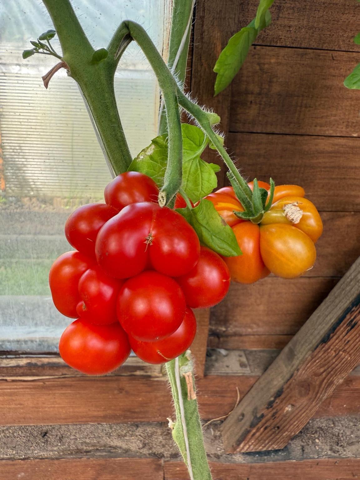 Reisetomate