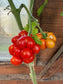 Reisetomate