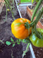 Tomate Kaki / томат хурма