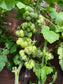 Reisetomate