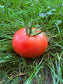 Amela-Tomate