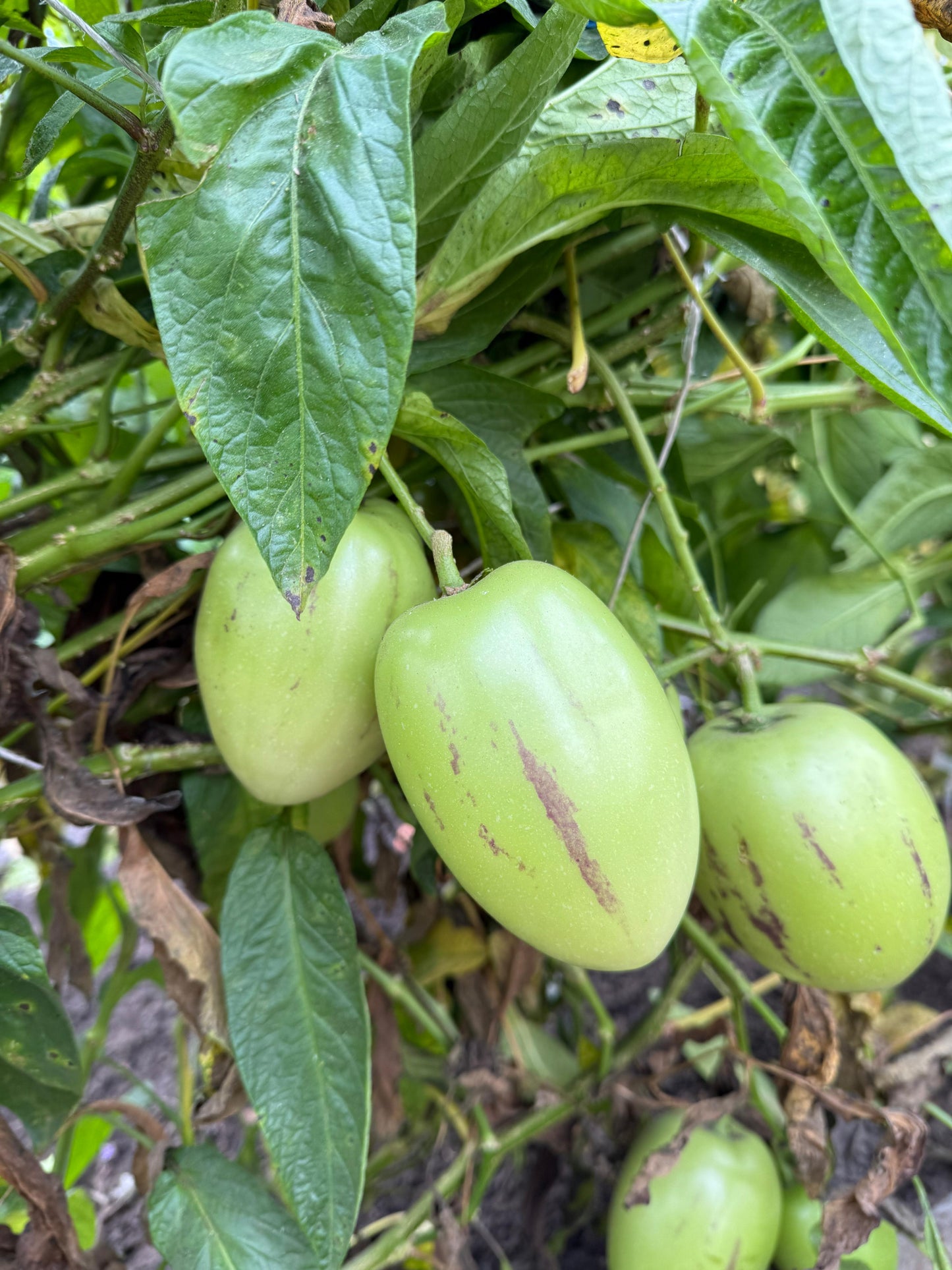 Pepino Birnenmelone