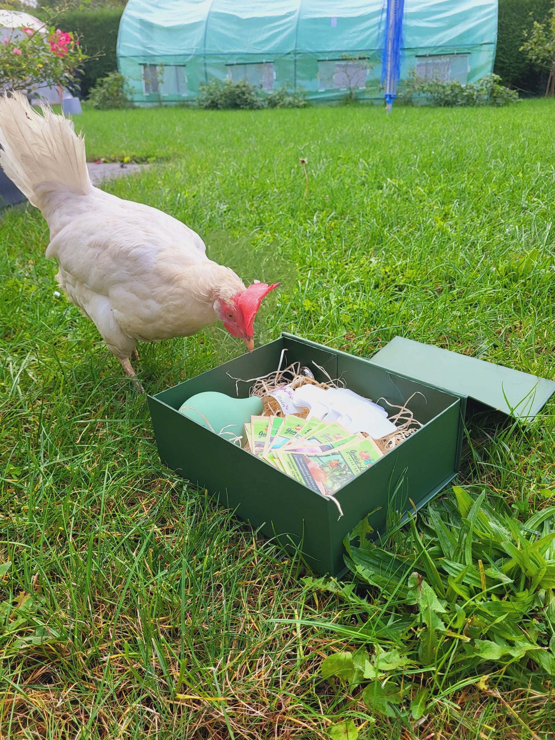 zelt für tomaten Tomaten Saatgut Box für den Balkon und Terrasse
