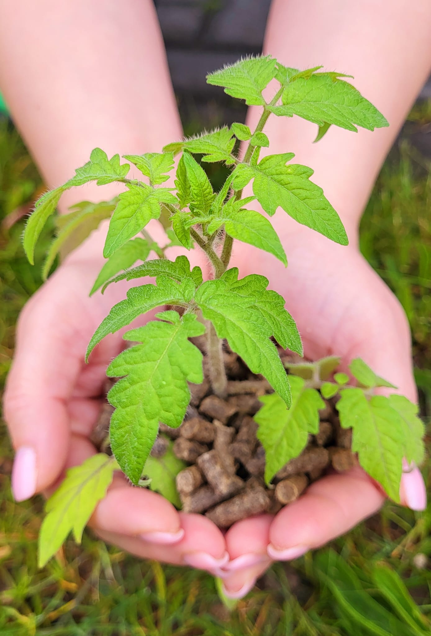 Bio-Schafwollpellets 1kg